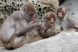 「都井岬/御崎馬」「幸島/芋あらい猿」→串間に生息する野生の動物達