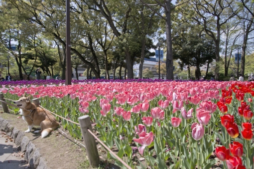 パワナビ　横浜　チューリップ