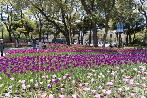 パワナビ　横浜　チューリップ