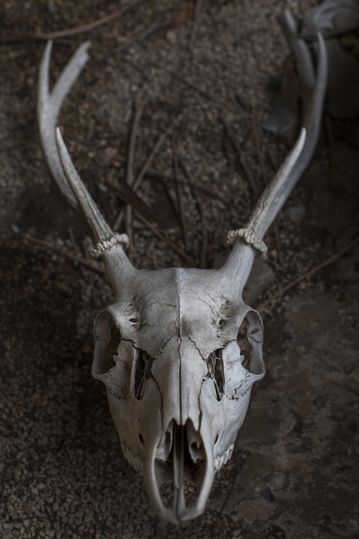 内藤記念館 鹿の頭骨？