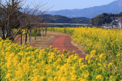 五ヶ瀬川堤防の菜の花