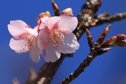 五ヶ瀬川堤防の菜の花