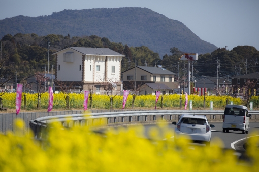 五ヶ瀬川堤防沿い（菜の花･天下一ひむか桜）