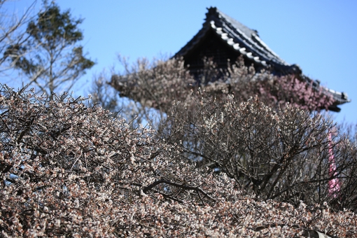 本東寺 梅 慧日梅