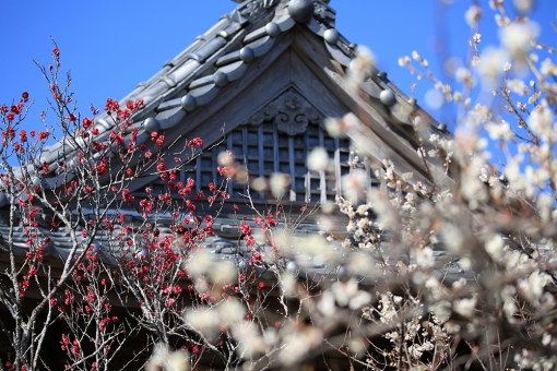 本東寺 梅 慧日梅