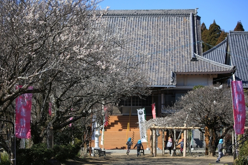 本東寺 梅 慧日梅