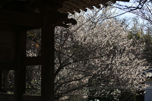 本東寺 梅 慧日梅