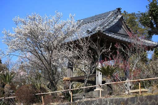 本東寺 梅 慧日梅