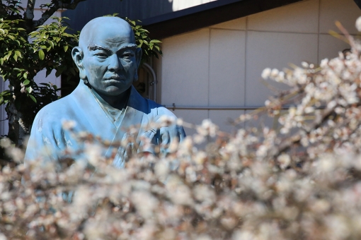 本東寺 梅 慧日梅