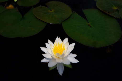 延岡植物園