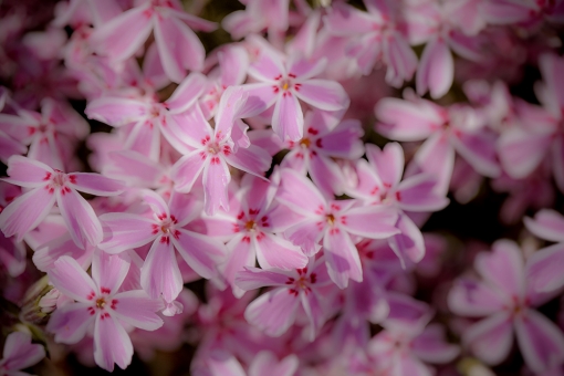 芝桜。まさに花がら(^^)