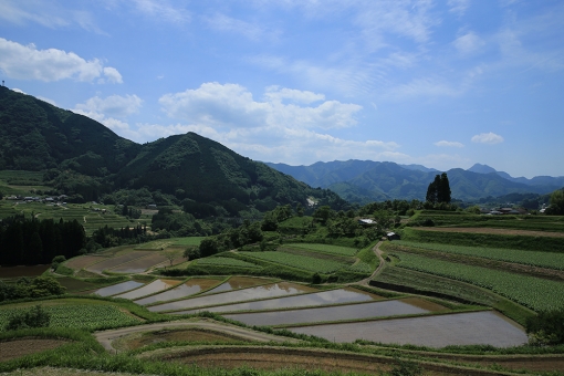 高千穂町の棚田