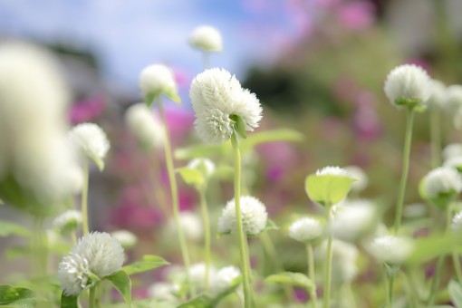 延岡の草花