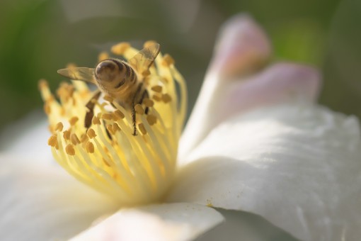 どう見ても花に食べられているようにしか見えなくて（笑）