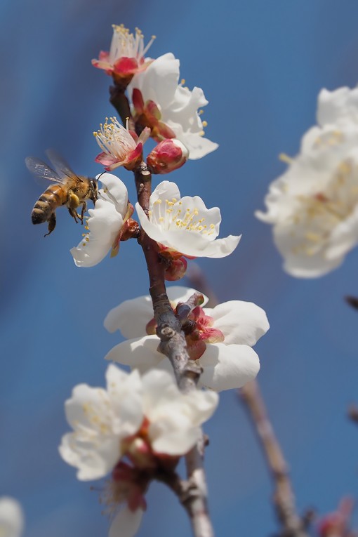 樹齢230年を超える「慧日梅」がいっきに開花！