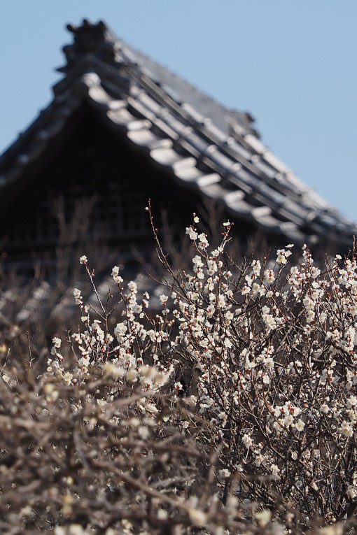 樹齢230年を超える「慧日梅」がいっきに開花！