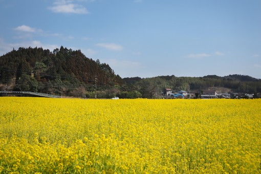 延岡市舞野町の「舞野神社」周辺に咲く「菜の花」