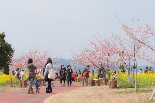 延岡花物語「このはなウォーク」の1日目が無事終了しました