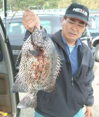 �C�V�K�L1.5kg