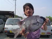 宮崎 渡辺さん 石鯛2.3kg 小ビロー