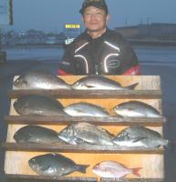 村井氏クロ(1〜1,4kg)