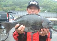 本部氏 クロ(1,8kg)