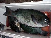 {@N500`1,5L@3