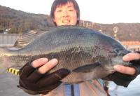 飛島 北園氏クロ(1kg)