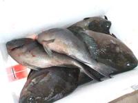 �㑺����N���@�U��