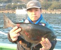 ��E�h�@��������(1.5kg)