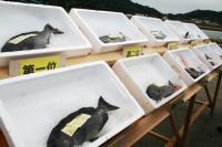 ���10���̃N��