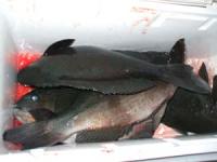 ���@���؂���L���`�P,�T�L���@�T��