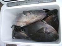 �q�삳��̃N�[���[