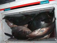 �{��@�œc���񖞃^��