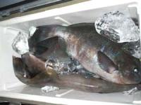 �������@���؂��񖞃^��