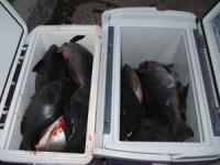 ���@�g�{����W�O�O�`�P,�T�L���@�Q�T��