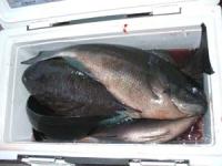 ���邳��̃N�[���[