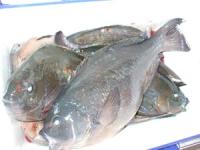 �|������̃N�[���[���^��