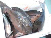 �쑺����̃N�[���[���^��