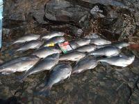 ���{����̒މ�