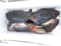 �����@�т���̃N�[���[