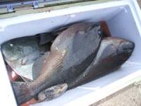 ���x�@�͖삭��@�N���@�P�`�P,�U�L��