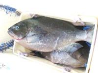 ���@�͖삳��N���@�P�`�P,�V�L���@�S��