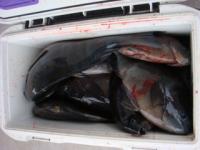 ���R����̃N�[���[