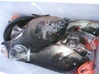 ���x�@�͖삳��@�N���@�V�O�O�`�L���@�U��