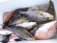 �����@���삳��C�T�L�@�^�C