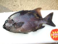 ����@���c����C�V�_�C�@�P,�X�L��