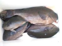 ���@�͖삳��@�V�O�O�`�P,�V�L���@�T��