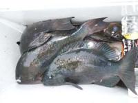 �����@�{�c����@�N���@�P�O��