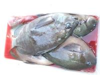 �E�c����̒މʂU�O�O�`�P.�T�T�L���@�W��